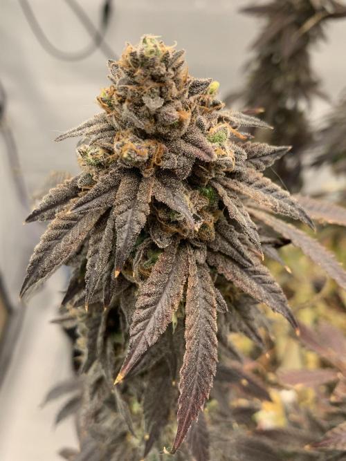 1.Bonsai: Lemon Cherry Runtz✌️. Week 31 - 15.6.
