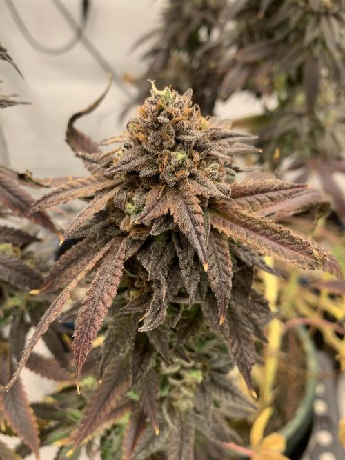 1.Bonsai: Lemon Cherry Runtz✌️. Week 31 - 15.6.