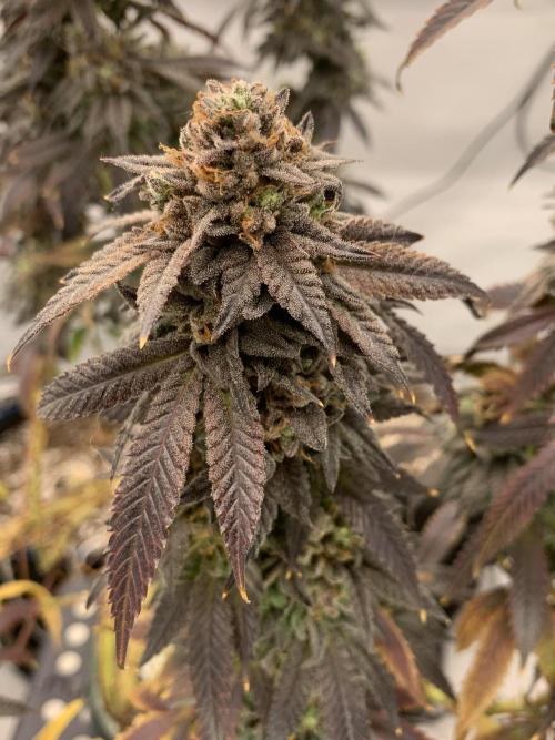 1.Bonsai: Lemon Cherry Runtz✌️. Week 31 - 15.6.