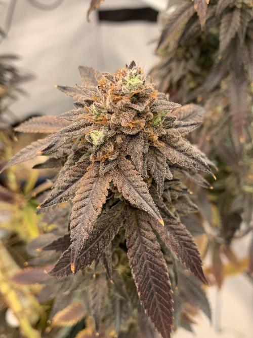 1.Bonsai: Lemon Cherry Runtz✌️. Week 31 - 15.6.