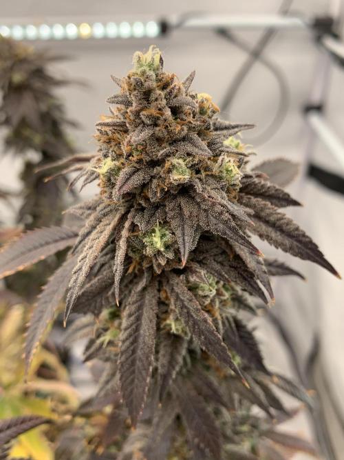 1.Bonsai: Lemon Cherry Runtz✌️. Week 31 - 15.6.