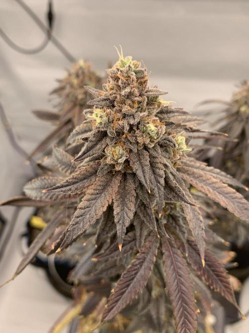 1.Bonsai: Lemon Cherry Runtz✌️. Week 31 - 15.6.