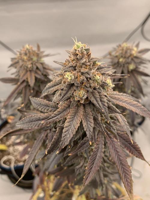 1.Bonsai: Lemon Cherry Runtz✌️. Week 31 - 15.6.