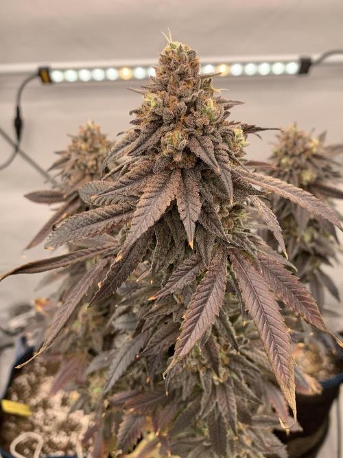 1.Bonsai: Lemon Cherry Runtz✌️. Week 31 - 15.6.