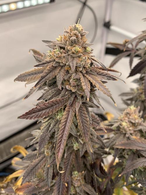 1.Bonsai: Lemon Cherry Runtz✌️. Week 31 - 15.6.
