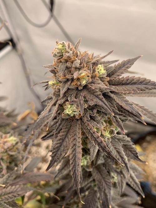 1.Bonsai: Lemon Cherry Runtz✌️. Week 31 - 15.6.