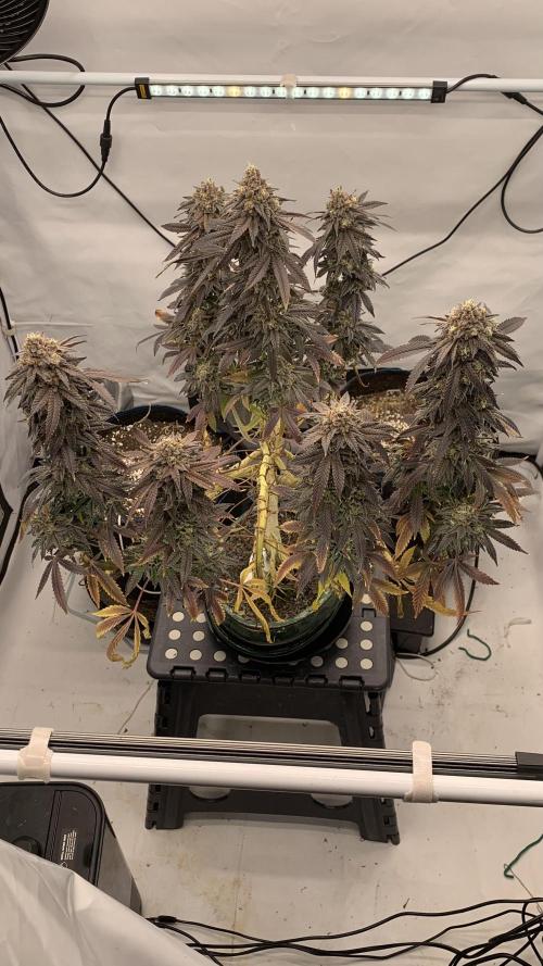 1.Bonsai: Lemon Cherry Runtz✌️. Week 31 - 15.6.