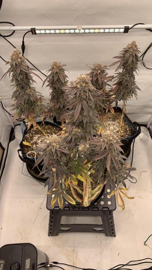 1.Bonsai: Lemon Cherry Runtz✌️. Week 31 - 15.6.
