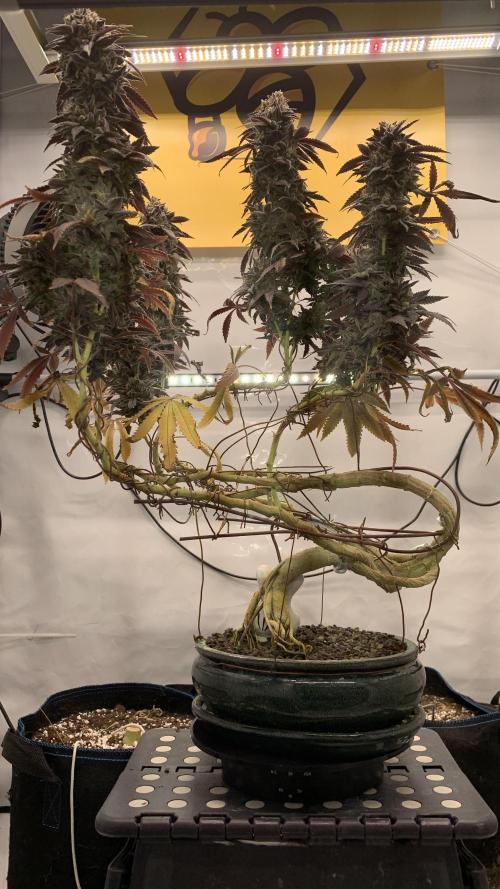 1.Bonsai: Lemon Cherry Runtz✌️. Week 31 - 15.6.