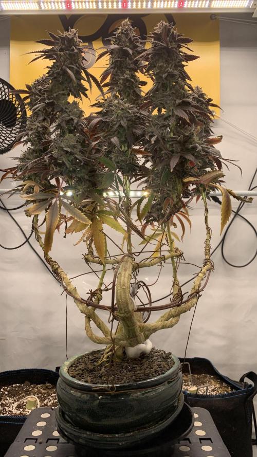 1.Bonsai: Lemon Cherry Runtz✌️. Week 31 - 15.6.