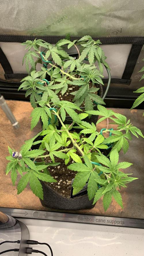 8.Grow: Z42. Week 6 - 15.6.