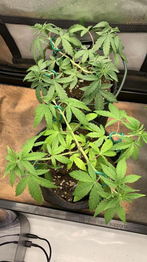 8.Grow: Z42. Week 6 - 15.6.