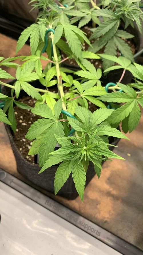 8.Grow: Z42. Week 6 - 15.6.