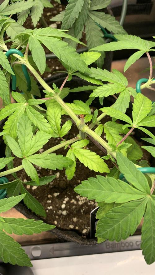 8.Grow: Z42. Week 6 - 15.6.