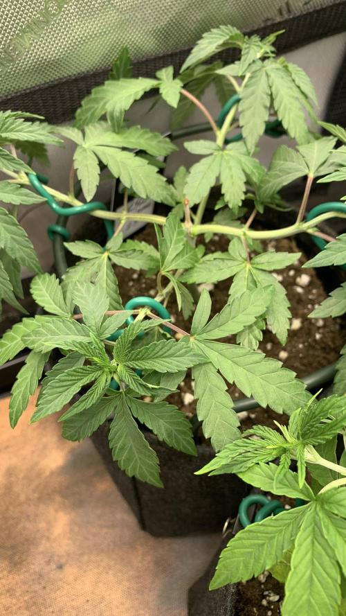 Z42. Week 6