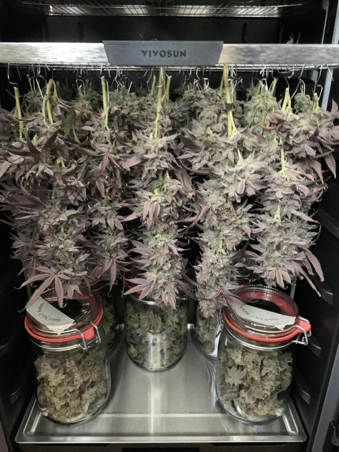 1.Bonsai: Lemon Cherry Runtz✌️. Week 32 - 17.6.