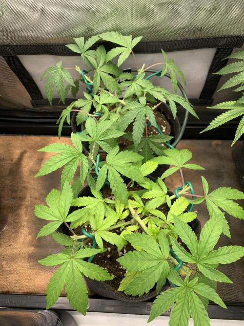 8.Grow: Z42. Week 6 - 17.6.