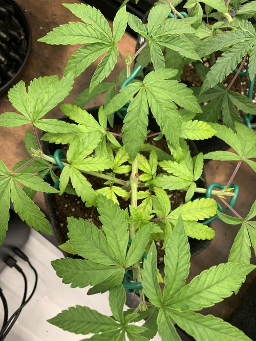 8.Grow: Z42. Week 6 - 17.6.