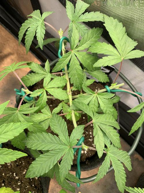 Z42. Week 6