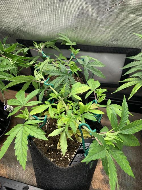Z42. Week 6