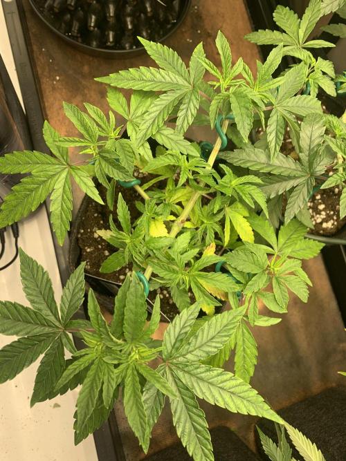 8.Grow: Z42. Week 7 - 23.6. - #1