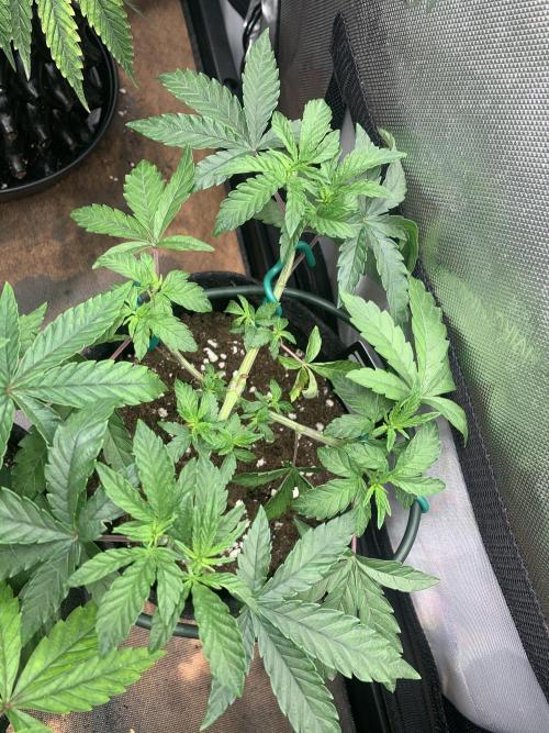 8.Grow: Z42. Week 7 - 23.6. - #2