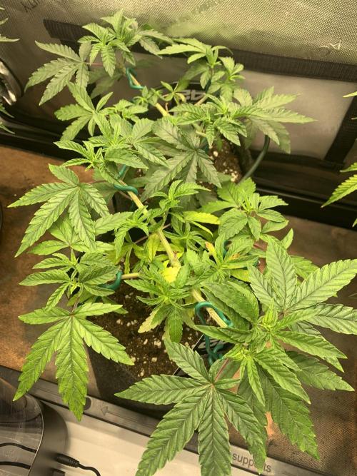 8.Grow: Z42. Week 7 - 23.6.