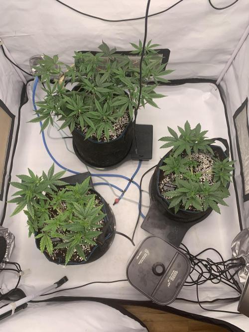 8.Grow: Z42. Week 7 - 27.6.
