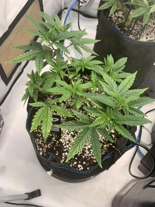 8.Grow: Z42. Week 7 - 27.6. - Z42#1