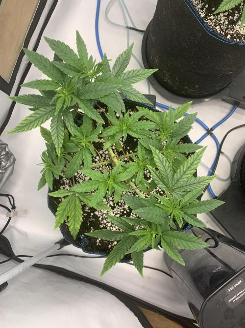 8.Grow: Z42. Week 7 - 27.6. - Z42#1