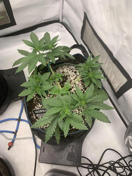 8.Grow: Z42. Week 7 - 27.6. - Z42#2
