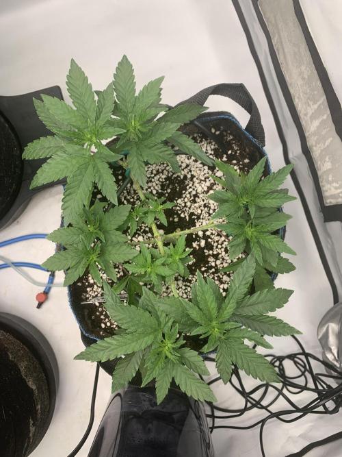 Z42. Week 7