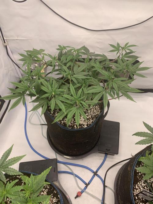 8.Grow: Papayton#1 aka. Limmer Papayton. Week 19 - 27.6.