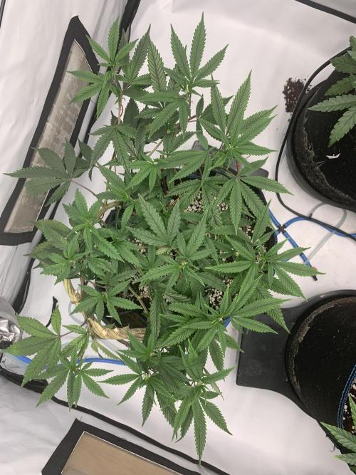 Papayton. Week 19