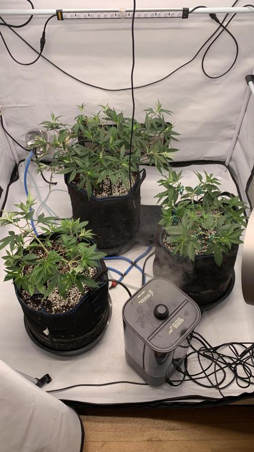 8.Grow: Z42. Week 7 - 28.6.