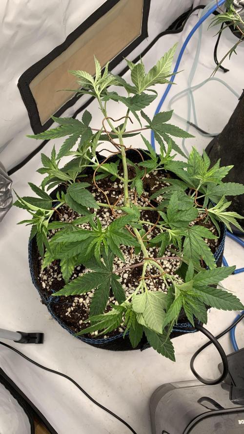 8.Grow: Z42. Week 7 - 28.6. - #1