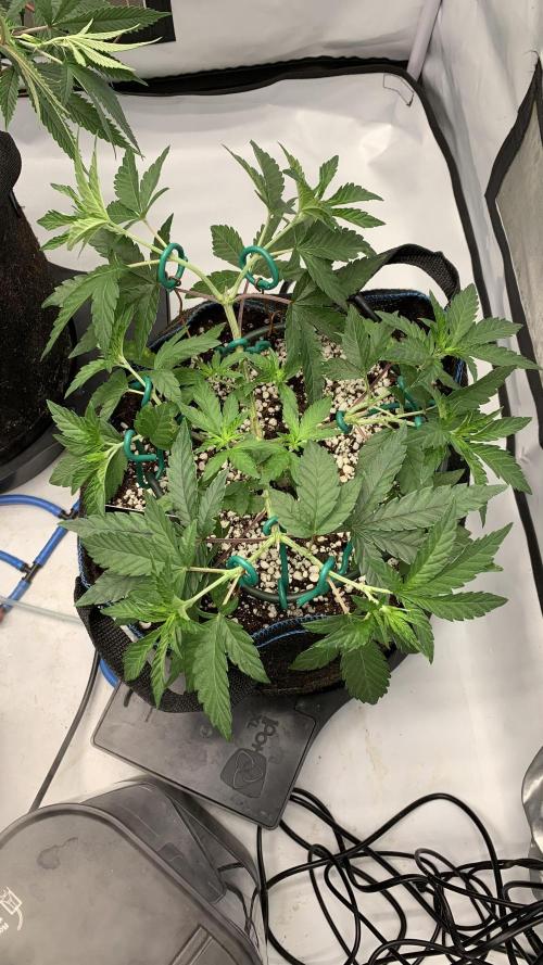 8.Grow: Z42. Week 7 - 28.6. - #2