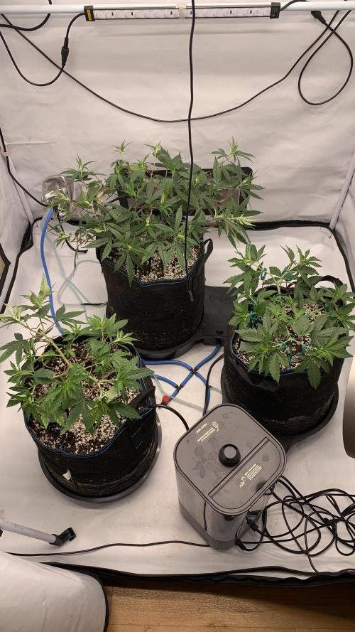 8.Grow: Papayton#1 aka. Limmer Papayton. Week 19 - 28.6.