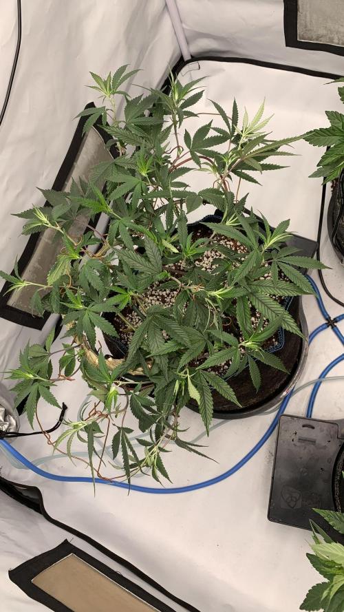 8.Grow: Papayton#1 aka. Limmer Papayton. Week 19 - 28.6.