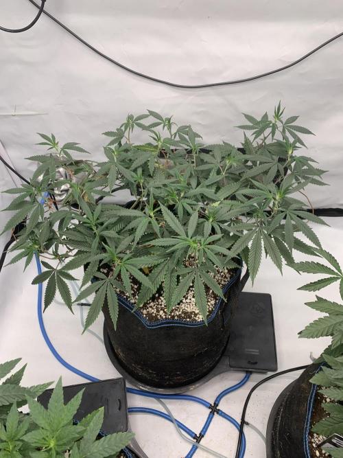 8.Grow: Papayton#1 aka. Limmer Papayton. Week 20 - 1.7.