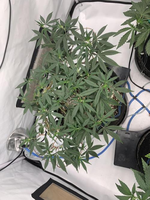 Papayton. Week 20