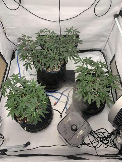 8.Grow: Z42. Week 8 - 1.7. 