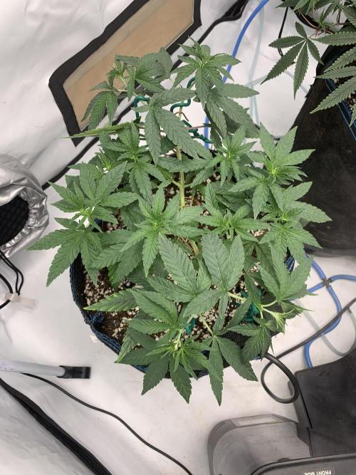 8.Grow: Z42. Week 8 - 1.7.  - #1