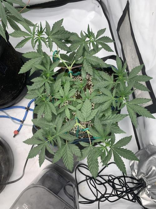 8.Grow: Z42. Week 8 - 1.7. - #2