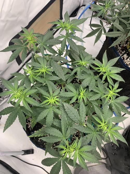 8.Grow: Z42. Week 8 - 4.7. - #1