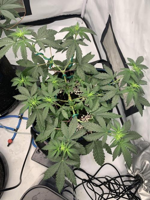 8.Grow: Z42. Week 8 - 4.7. - #2