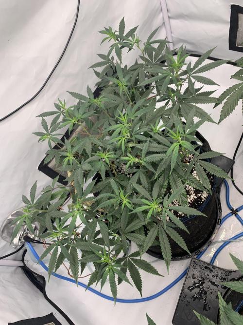 8.Grow: Papayton#1 aka. Limmer Papayton. Week 20 - 4.7.