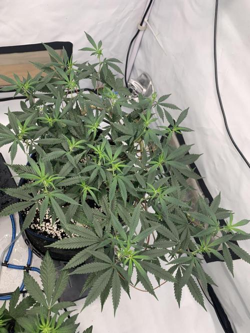 8.Grow: Papayton#1 aka. Limmer Papayton. Week 20 - 4.7.