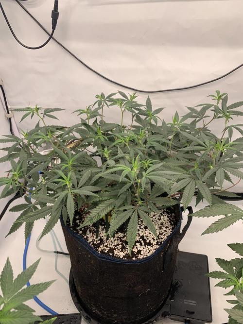 Papayton. Week 20