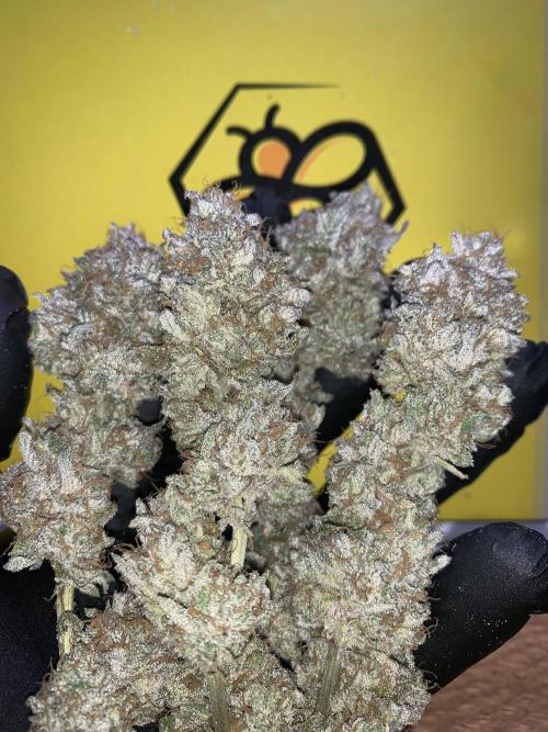 7.Grow: Kmintz & Radical Juice. Week 22